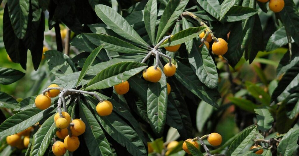 Chá de folhas de nespereira: como fazer e quais os benefícios