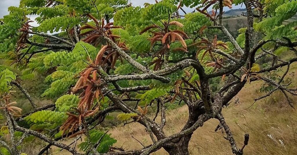 Chá de lixeira é bom para cicatrização e saúde do fígado?