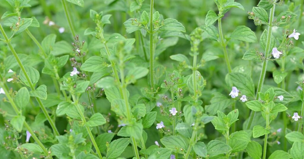 Chá de nêveda: quais os benefícios e os cuidados com a planta