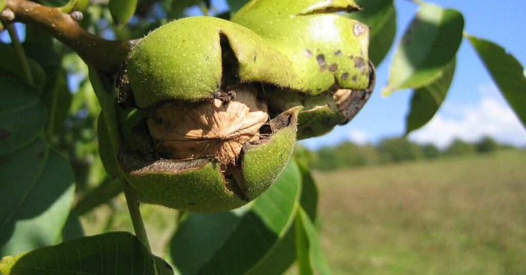 Chá de nogueira: descubra suas propriedades e aprenda a fazer