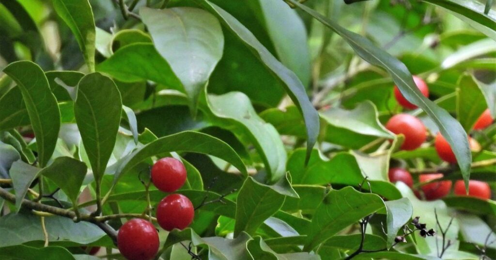 Chá de porangaba: quais os benefícios e cuidados ao consumir