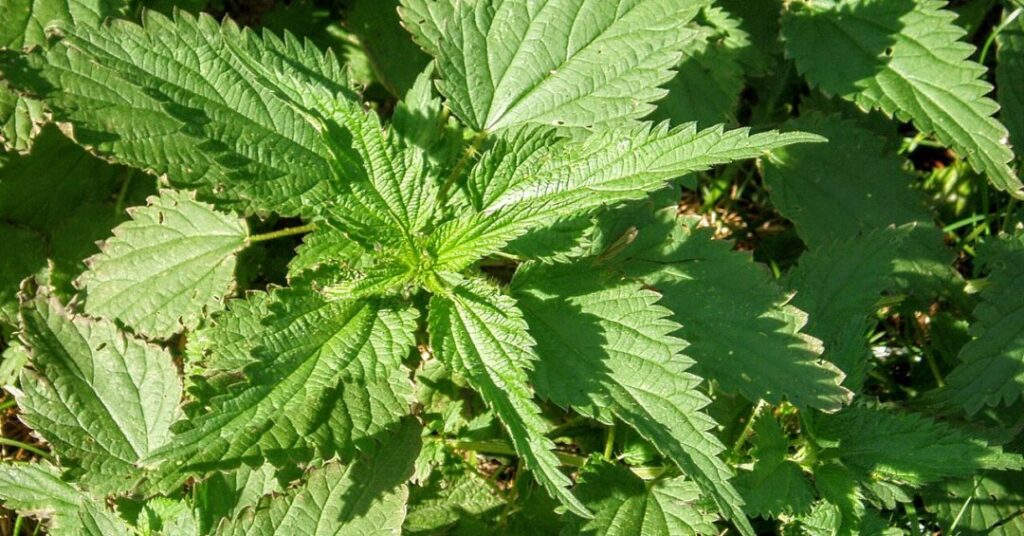 Chá de urtiga é rico em antioxidantes. Conheça a bebida