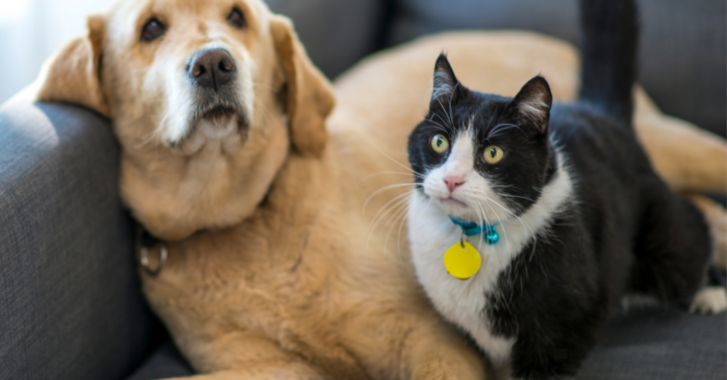 Inimigos invisíveis: os perigos dos parasitas em cães e gatos