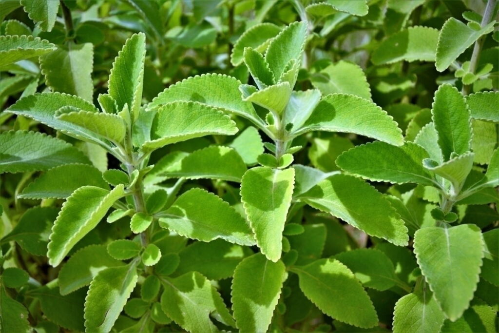 Boldo: para que serve, benefícios e como usar (chá, banho e outros)