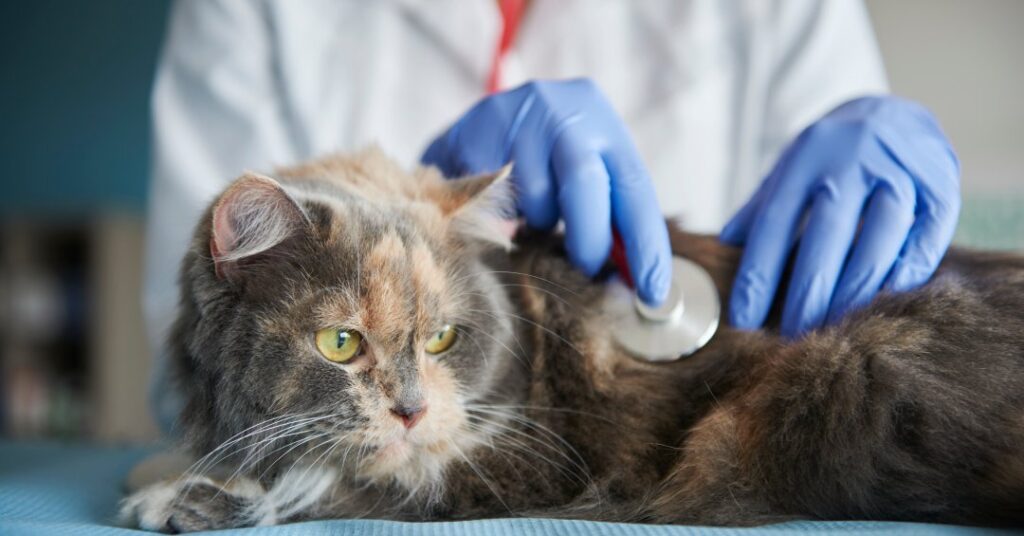 Calicivirose felina (FCV): entenda doença que causa quadros respiratórios em gatos
