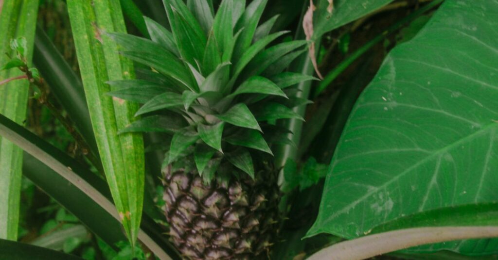 Chá de folha de abacaxi: aprenda a fazer e descubra se há benefícios para a saúde