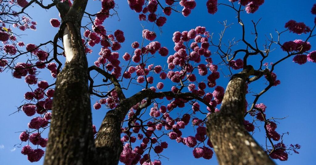 Chá de ipê-roxo: quais os benefícios e cuidados ao consumir