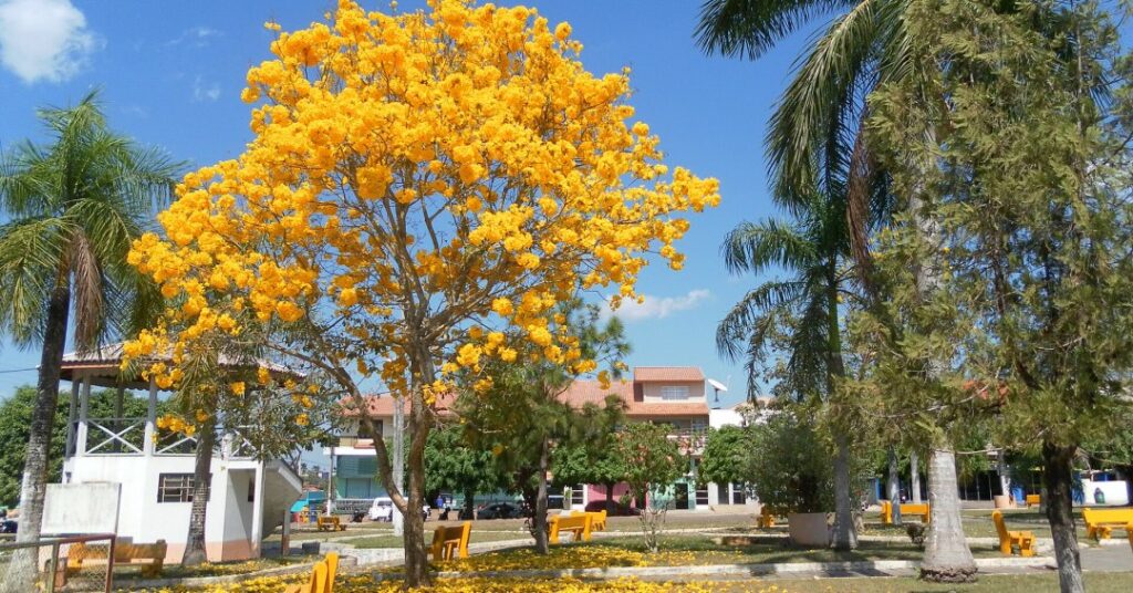 Chá de pau d’arco: aprenda a fazer e conheça os benefícios