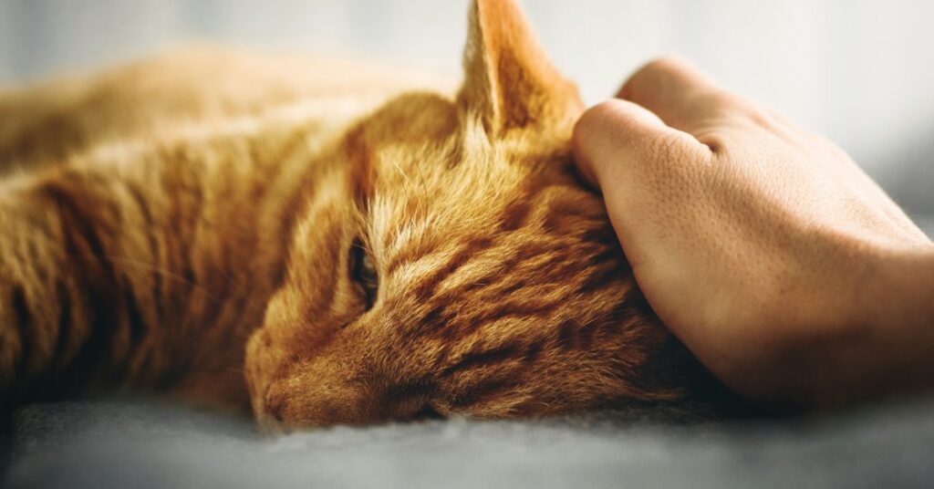 Clamidiose felina: o que é e como tratar