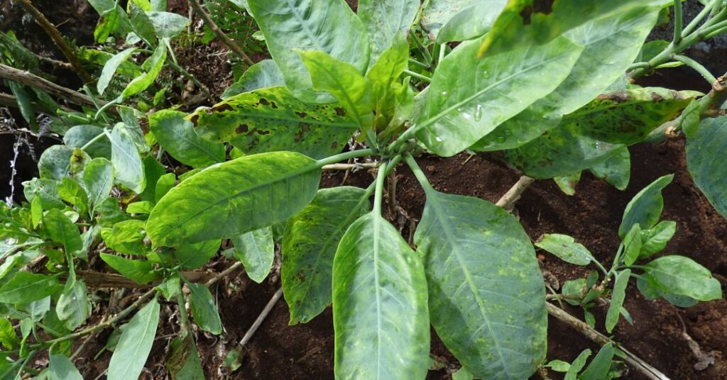 “Falsa couve”: conheça os riscos da planta que levou 4 pessoas ao hospital em MG