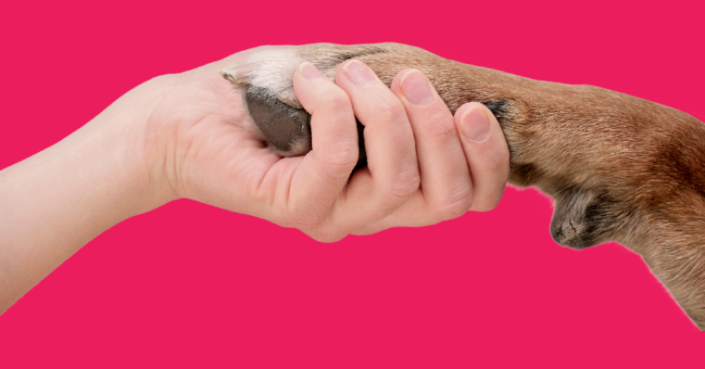 No Brasil, 7 em cada 8 tutores preferem adotar pets em vez de comprar