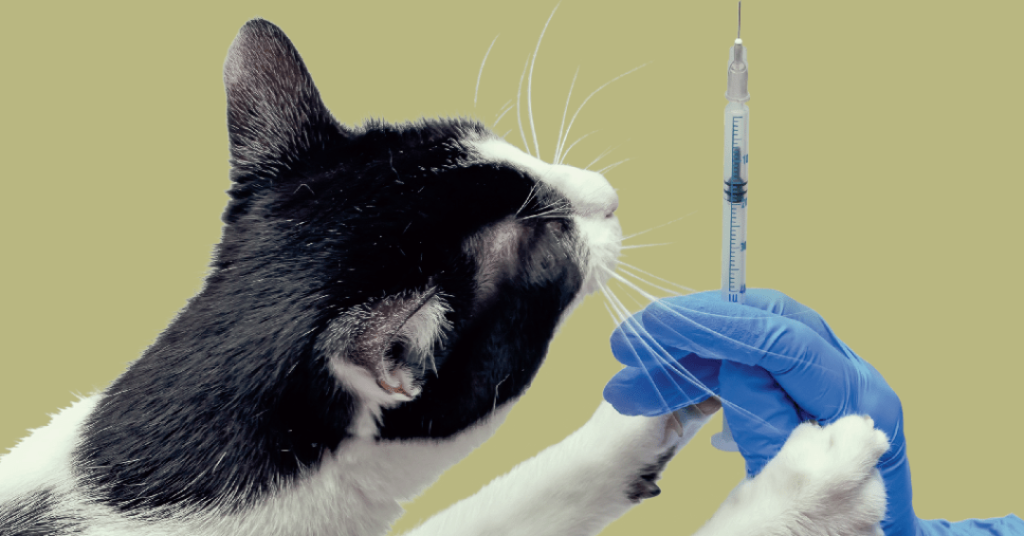 Nova vacina chega ao Brasil para proteger gatos da FeLV, a leucemia felina