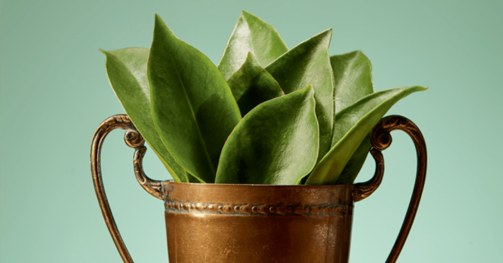 Ora-pro-nóbis: o que é, quais os benefícios e como consumir