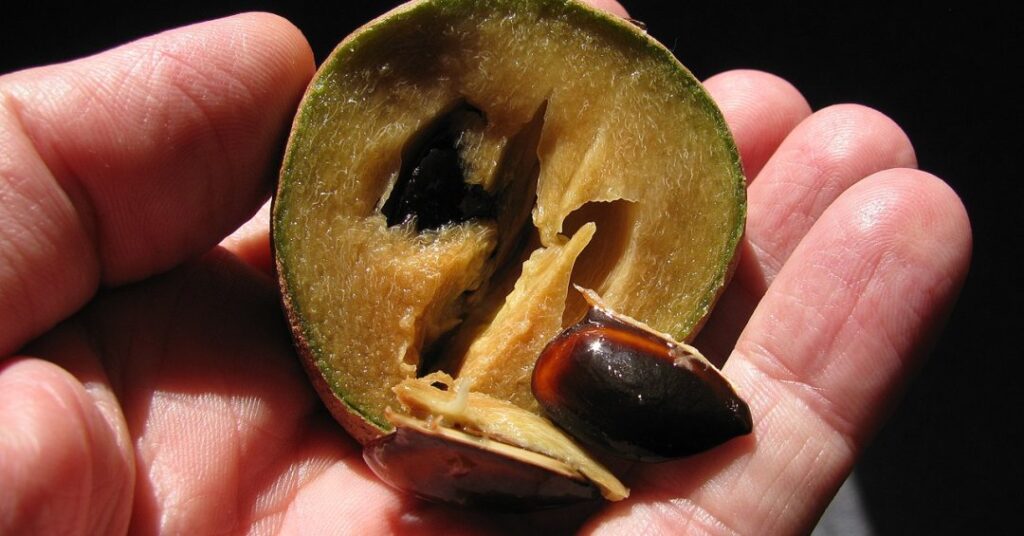 Sapoti: fruto de árvore que era usada para fazer chiclete é um tesouro para a saúde