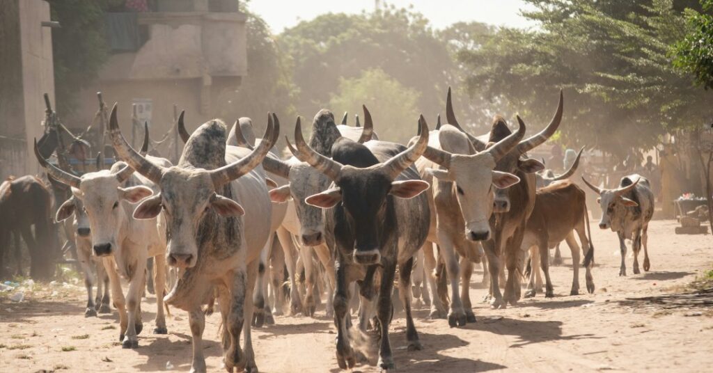 Surto de doença viral transmitida por animais mata 17 em Senegal