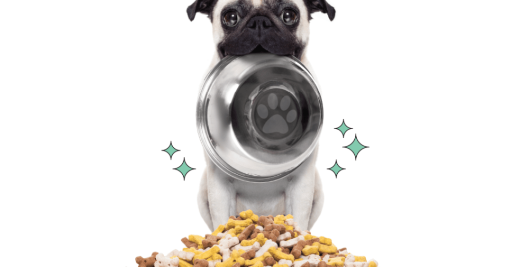 Whey protein para pets: o que é e para que serve a versão animal do suplemento