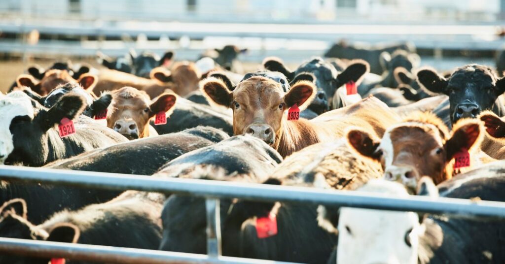 A monotonia que alimenta o colapso do planeta