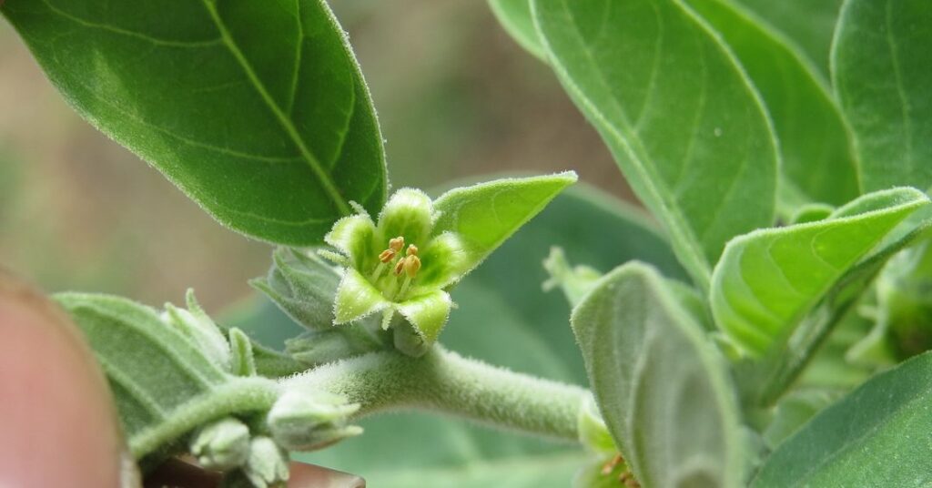 Ashwagandha: a planta “proibida” no Brasil que promete combater o estresse