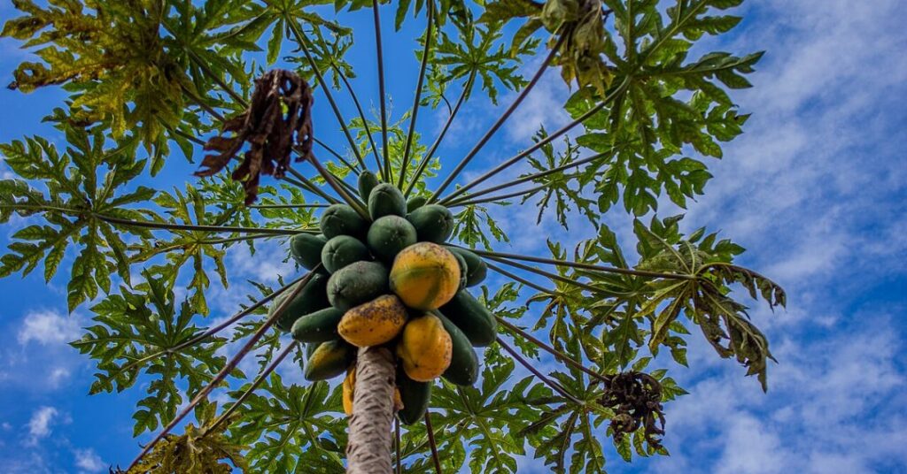 Chá da folha de mamão: entenda se há benefícios na bebida