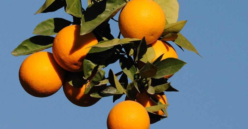 Chá de folha de laranja traz benefícios à saúde? Entenda