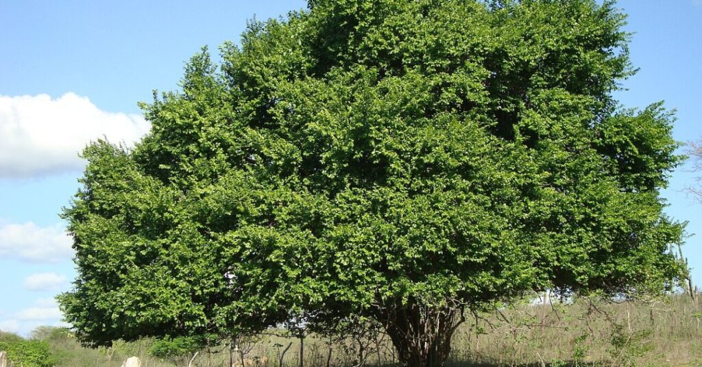 Chá de juá: para que serve e como fazer