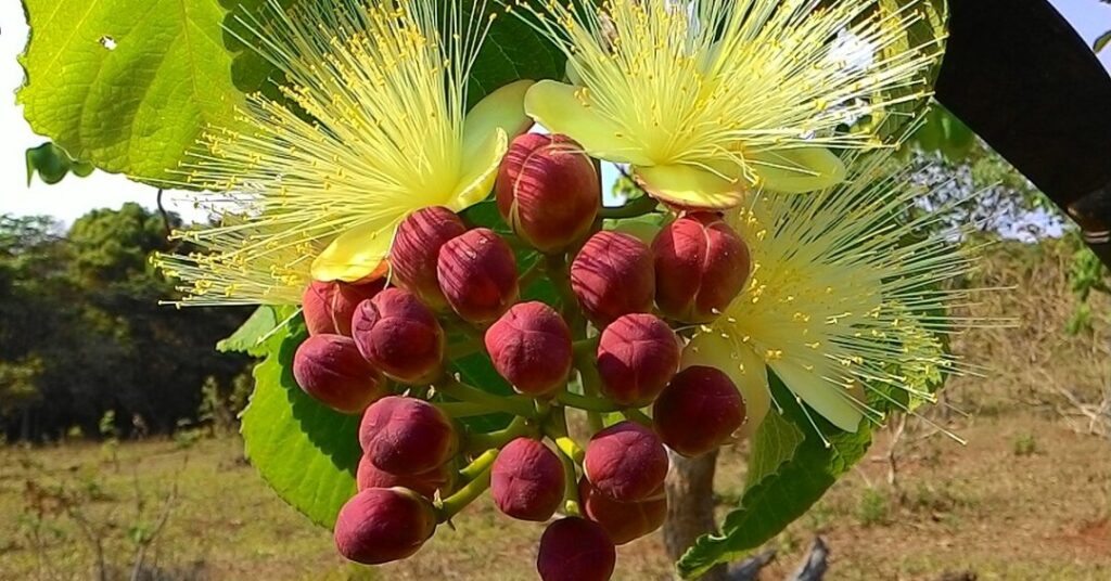 Chá de pequi traz benefícios?