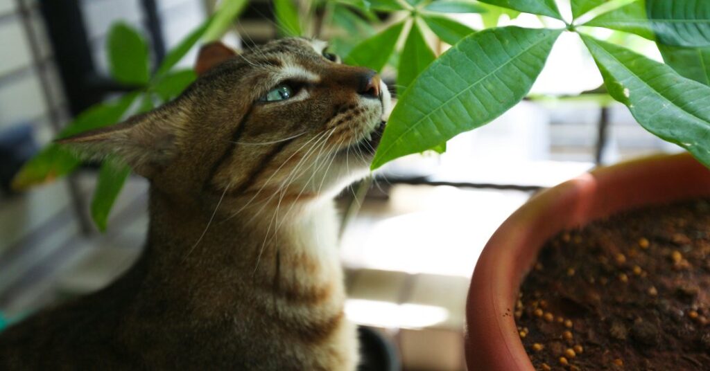 Conheça 10 plantas tóxicas para gatos e o que fazer em caso de acidentes