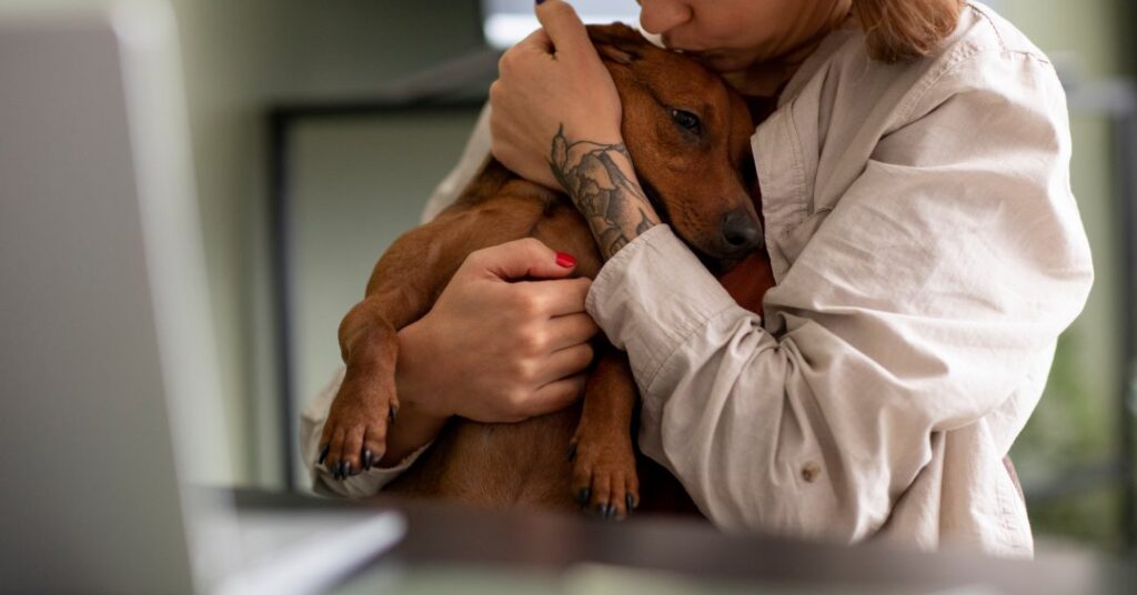 Eutanásia em animais: quando é necessária e como é feita