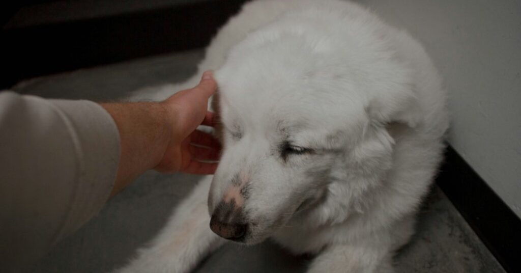 Piometra: a doença grave que ocorre em cadelas e gatas não castradas