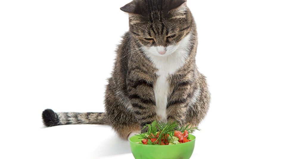 Alimentação natural para cães e gatos: o que você precisa saber