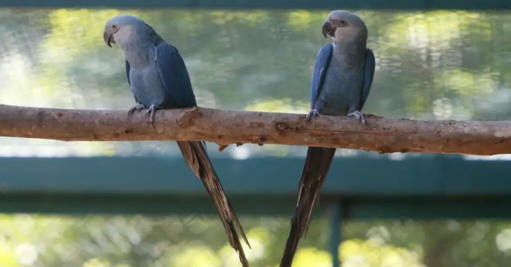 O vírus que assombra uma das aves mais ameaçadas do mundo