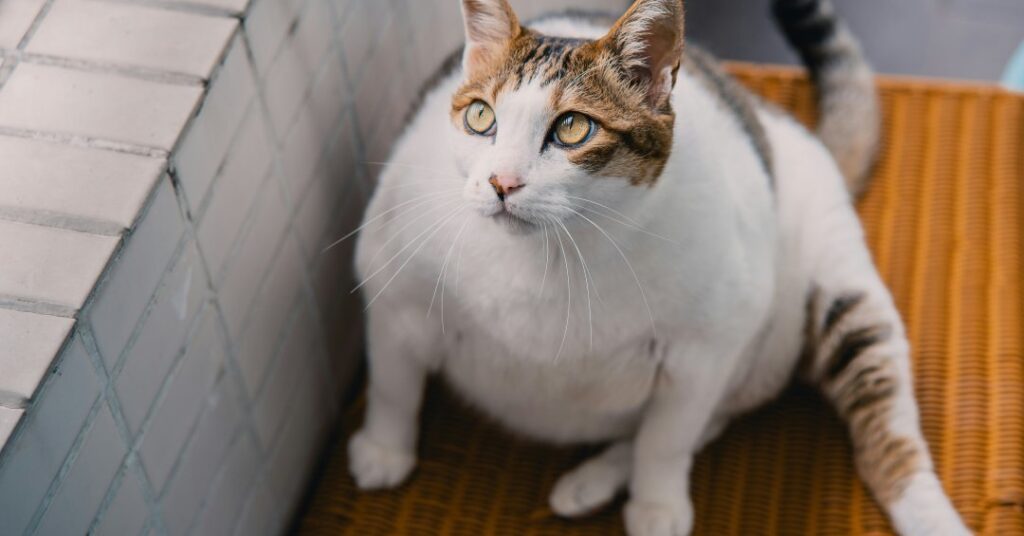 “Ozempet”? Farmacêuticas estudam canetas e implantes emagrecedores para cães e gatos