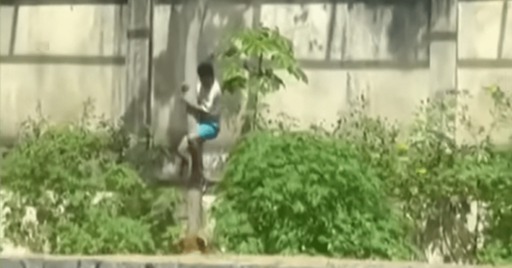 Quadro psiquiátrico: o que se sabe sobre jovem que morreu em jaula de leoa