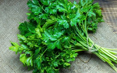 12 benefícios da salsa (salsinha) para a saúde e como preparar o chá
