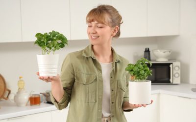 6 plantas repelentes de mosquitos (para ter em casa)