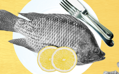 A mesa está para peixe? Em meio a crises amb...