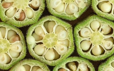 Água de quiabo traz benefícios à saúde? Entenda