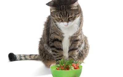 Alimentação natural para cães e gatos: o que você precisa saber