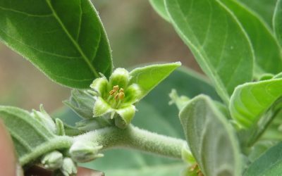 Ashwagandha: a planta “proibida” no Brasil que promete combater o estresse