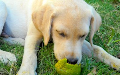 Cachorro pode comer manga? Saiba se fruta é...