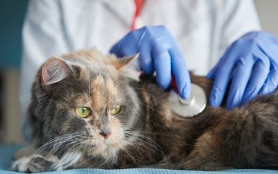 Calicivirose felina (FCV): entenda doença que causa quadros respiratórios em gatos