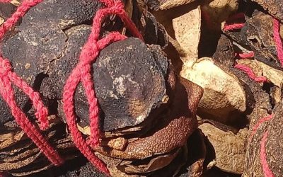 Chá da casca de tangerina: descubra os benefícios à saúde