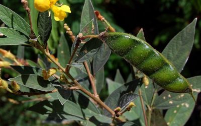 Chá da folha de andu promete emagrecimento e controle do diabetes. Será mesmo?