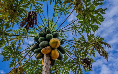 Chá da folha de mamão: entenda se há benefícios na bebida