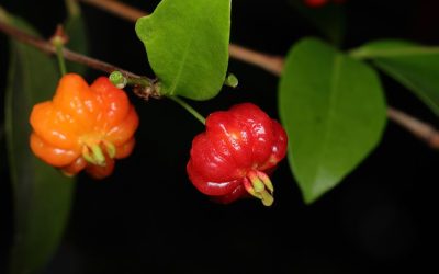 Chá da folha de pitanga: para que serve e como fazer