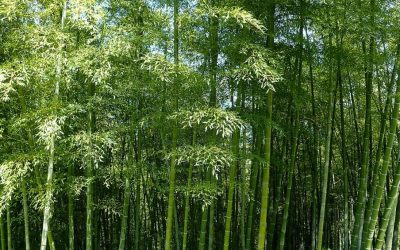 Chá de bambu: conheça benefícios da infusão...