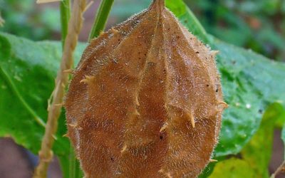 Chá de buchinha-do-norte: conheça os riscos...