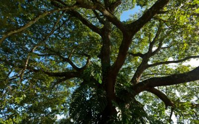 Chá de casca de copaíba tem benefícios para a saúde?