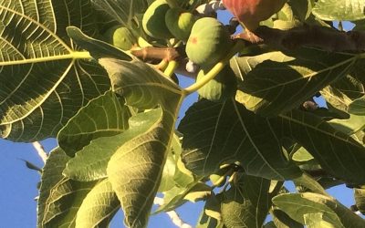 Chá de folha de figo é bom para diabetes e c...