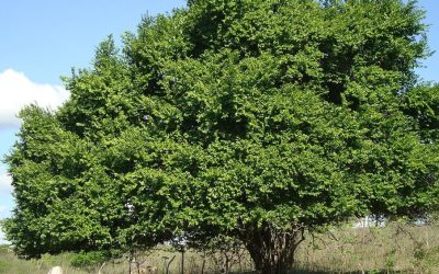 Chá de juá: para que serve e como fazer